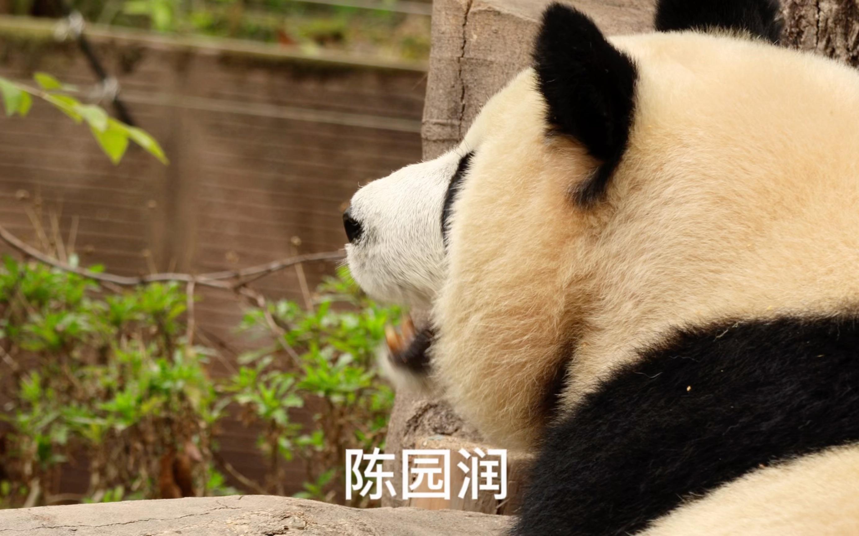 日语版吃苹果视频七个柚子吃播巧克力视频大全最新-第2张图片-太平洋在线下载