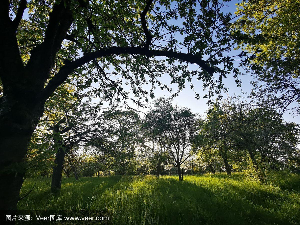 森林3苹果版森林苹果与海棠的区别