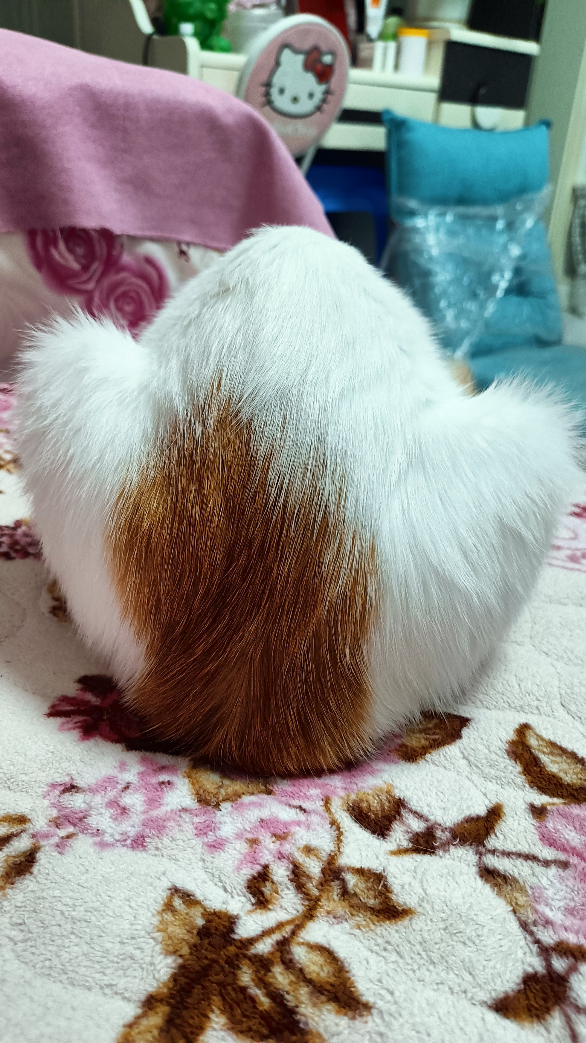 猫呼手机版猫睡觉打呼怎么回事