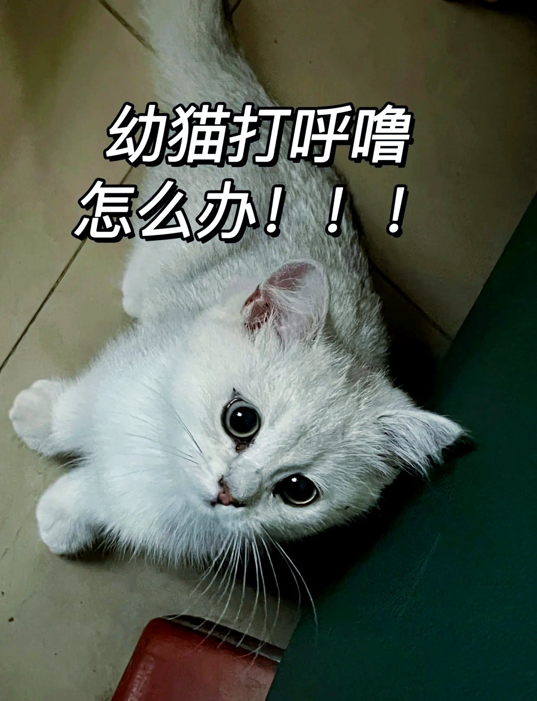 猫呼手机版猫睡觉打呼怎么回事-第2张图片-太平洋在线下载